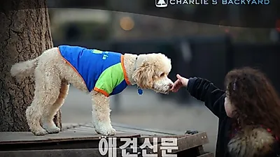 반려견 패션브랜드 '챨리스백야드' 12월 론칭