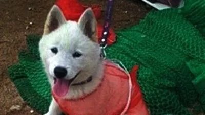 견공, 오늘 시상식이라도 갈 분위기...시스루룩의 완성?