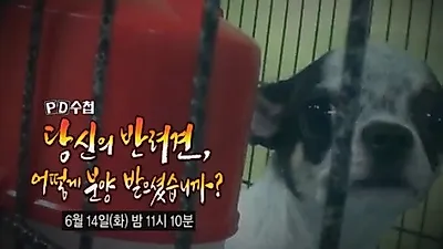 'PD수첩' 반려동물 출생·분양 과정 낱낱이 파헤친다