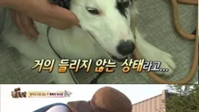 'TV 동물농장' 하루 종일 파리 잡는 개의 사연