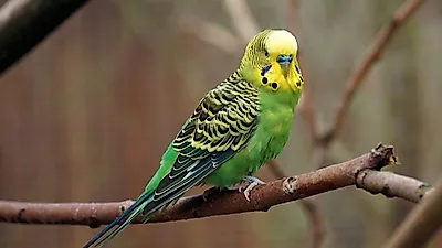 강아지와 고양이 대체할 반려동물? '벗지'를 키워보자