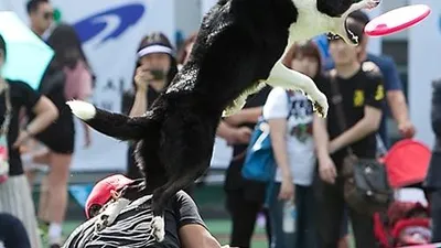 [포토] 견주 딛고 올라 원반 잡는 견공