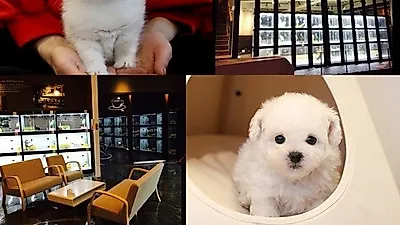 고양이, 강아지분양 전문 '미유펫' 자체동물병원 운영으로 고객들 호평 이어져