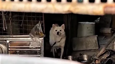 연탄 더미 속에 4년 동안 갇혀있던 강아지…견주 "데려가면 할복할 것"