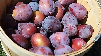 임산부에게도 좋은 천연 변비약, 건자두 '푸룬'의 다양한 효능