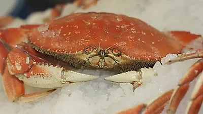 잘 해동하면 활게 부럽지 않은 냉동 꽃게 찌는 법...맛있는 꽃게찜 만드는 법 알아보기