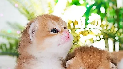 고양이분양 캐터리 일산옥탑방고양이, ‘캣브리더스’로 상호 변경