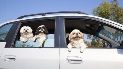 '반려견 드림카' 등장. 日 닛산, 콘셉트카 '엑스 트레일 포 독스'(X-Trail 4 Dogs)' 제작