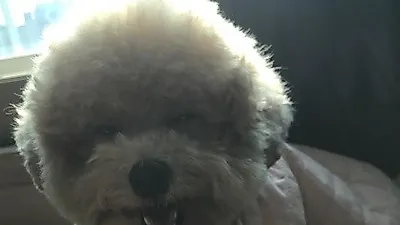 남주혁, 배시시 웃는 반려견 가을이