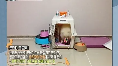 반려견 크레이트 훈련법