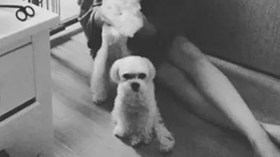 태연, 흑백사진 속 강아지들과 평화로운 한 때