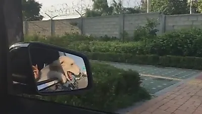 엄지원 반려견, 차 밖으로 빼꼼 머리 내민 채 '찰칵'