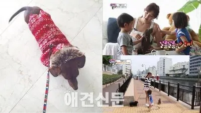 야노 시호, 톱모델의 반려견도 '스타일리시'