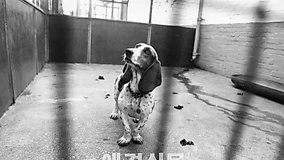 [한두환 변호사의 법률상식 ③] 반려견의 법적 지위