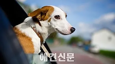 여름철, "자동차 속 개들이 위험해"