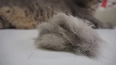 고양이 헤어볼 줄이기