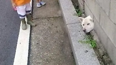 '아 그냥 봤을 뿐인데...이런 게 바로 개민망?'