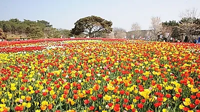 태안 튤립축제 4월 13일 시작…함께 가볼만한 태안 여행지는?