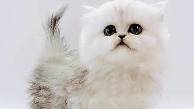 고양이 전문 분양 업체 ‘제나캣’, 최대 80% 절감된 분양 이벤트 진행
