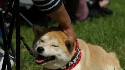 춘천시, 10일 '국제 도그쇼-펫 페스티벌' 개최