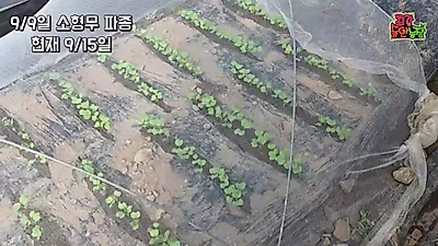 キムジャン用ネギの種球消毒とカルシウム補給、葉先の欠乏を防ぐ栽培法