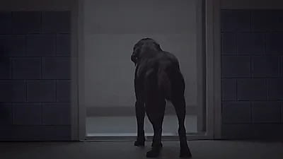 당신은 '검은개 증후군'을 가지고 있습니까?