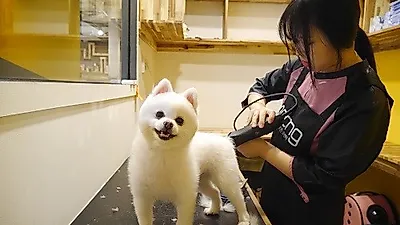 아롱애견문화센터, 애견미용실 '아롱살롱' 오픈기념 수제 강아지간식 증정 이벤트 진행
