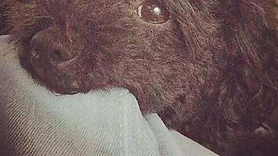 초콜릿처럼 윤기도는 공효진 반려견 "나의 귀요미"