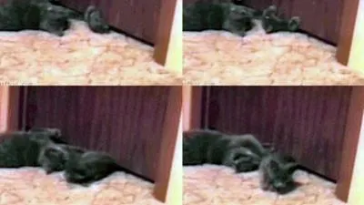5cm 문 틈으로 스르륵...고양이 액체설?