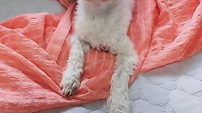 조윤희 반려견, 잠에서 막 깬 모습 '비몽사몽'