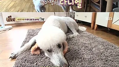 '동물농장' 분리불안 푸들, 해결책은?