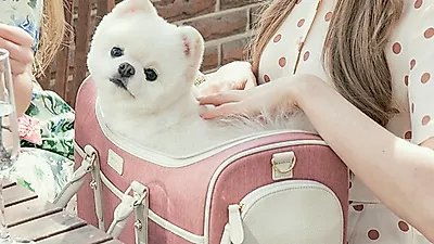 밀리옹, 강아지 고양이 이동가방 '겟어웨이 캐리어' 와디즈 펀딩 4946% 달성