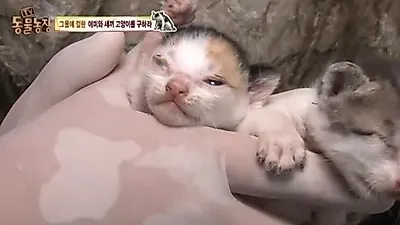 '동물농장' 새끼 고양이가 어미 몸에 끌려다닌 사연은