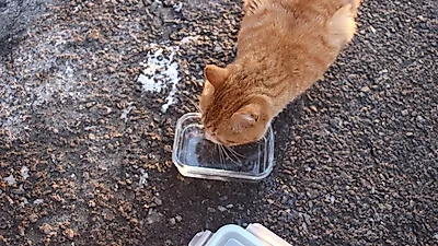 유기동물 입양이 까다로운 이유