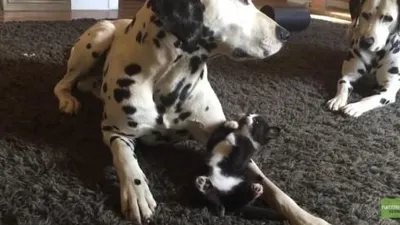 달마시안 괴롭히는 고양이 "작다고 무시하냥"
