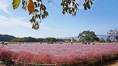 경주가볼만한곳 여기는 꼭!필수야, 스테디셀러 명소 첨성대부터 핑크뮬리까지 경주 볼거리 총정리!