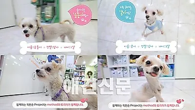 유기동물 새 가족 찾아주기 캠페인 '착한손 프로젝트 시즌2'