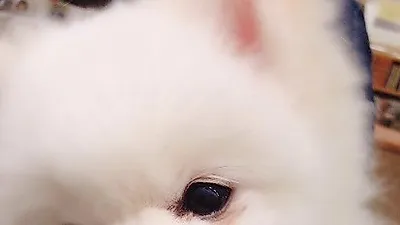 규리 반려견, 하얀 솜뭉치같은 흰둥이 자태