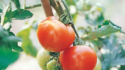 7월·8월 여름 제철 '토마토(방울토마토)' 효능·부작용, 후숙식품이자 칼로리 낮은 다이어트 채소... 세계 10대 푸드 당당히 선점