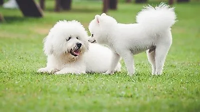 권소현, 푸른 잔디밭 흰둥이 두마리