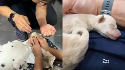 오스틴강, 근황서 반려견·반려묘들과 행복한 일상