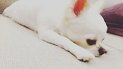 임수향 반려견, 윤기나는 하얀 흰동이 자태 '찰칵'