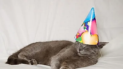 고양이 생일파티는 어떻게? 반려묘를 위한 생일 이벤트