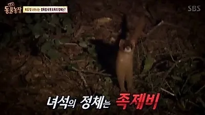'TV 동물농장' 정육점 비계 실종사건 '도둑은 누구?'