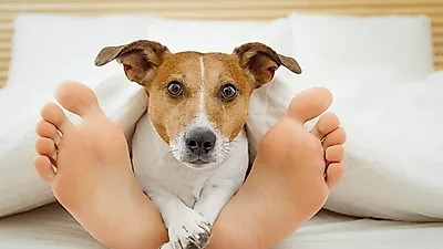동물도 시간을 안다? 놀라운 연구 결과