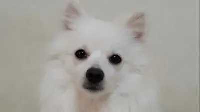 하시은, 하얀 솜사탕 같은 귀여운 반려견 "내 털도 부숭하니"