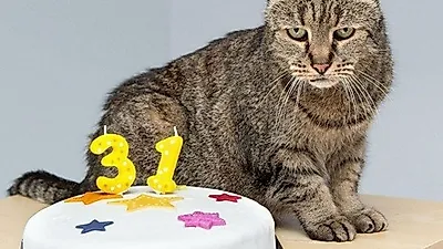 '세상에서 가장 오래 산 고양이' 기록에 도전 중인 고양이