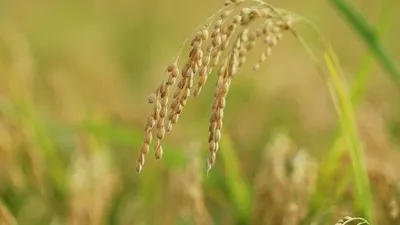 국립종자원, 정부 벼 보급종 우선 신청받아 공급 예정