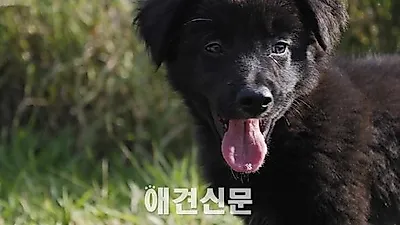반려견, 털갈이 시기 '빗질&기능성 사료' 현명하게 보내는 방법