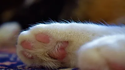 귀엽고 말랑말한 고양이 발바닥, 관리도 철저해야
